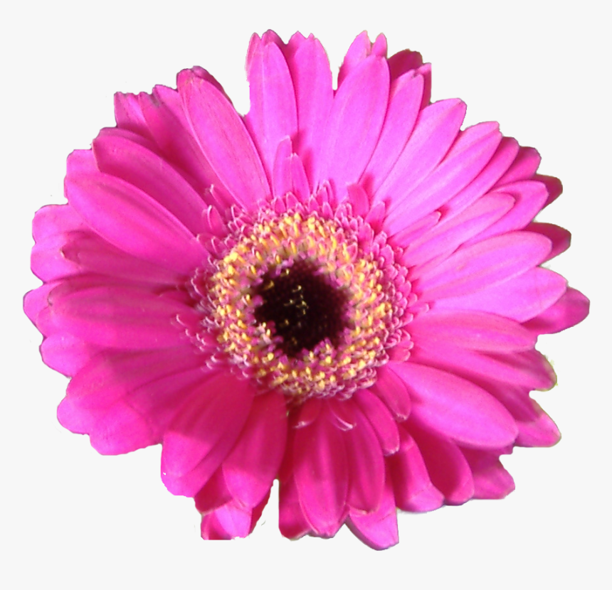 Floral Corner Border Png, Transparent Png