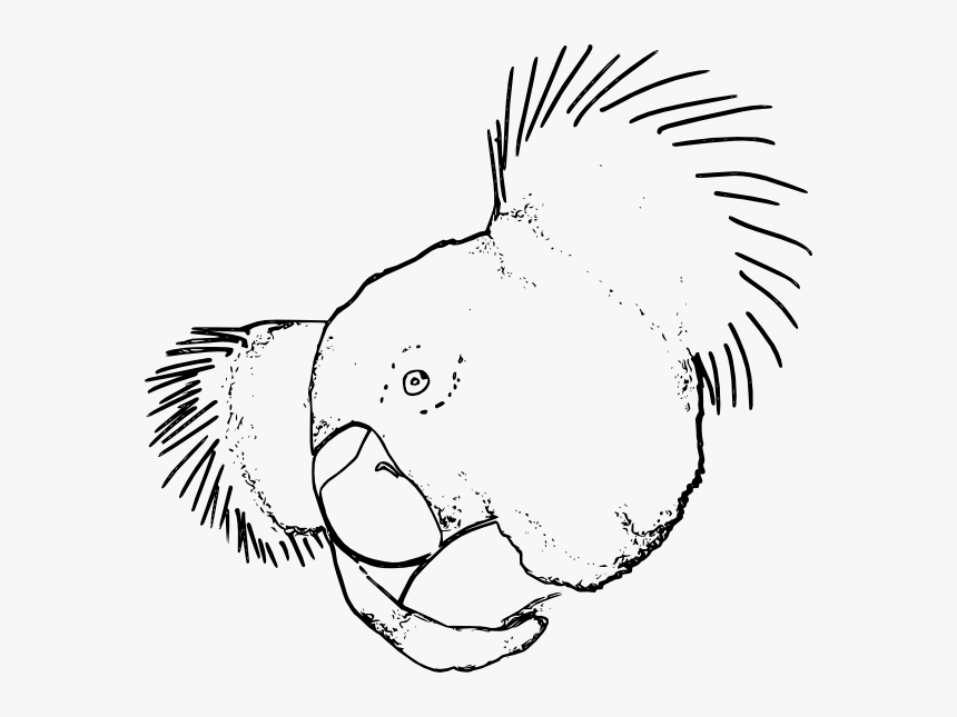 Koala Line Drawing, HD Png Download