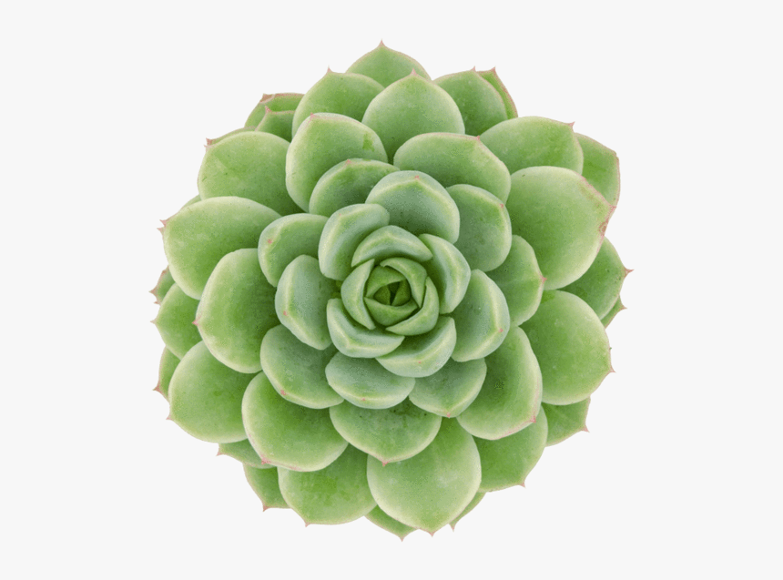 Echeveria Lime And Chile, HD Png Download