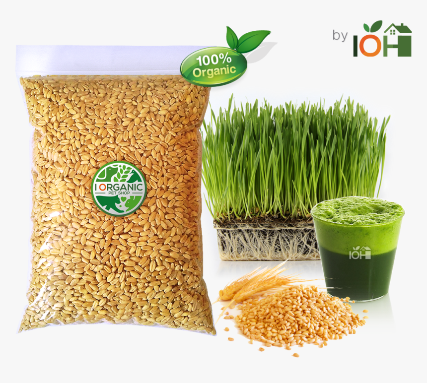 ข้าว สาลี, HD Png Download