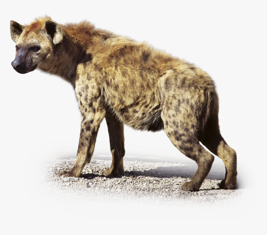 Transparent Hyena Png, Png Download