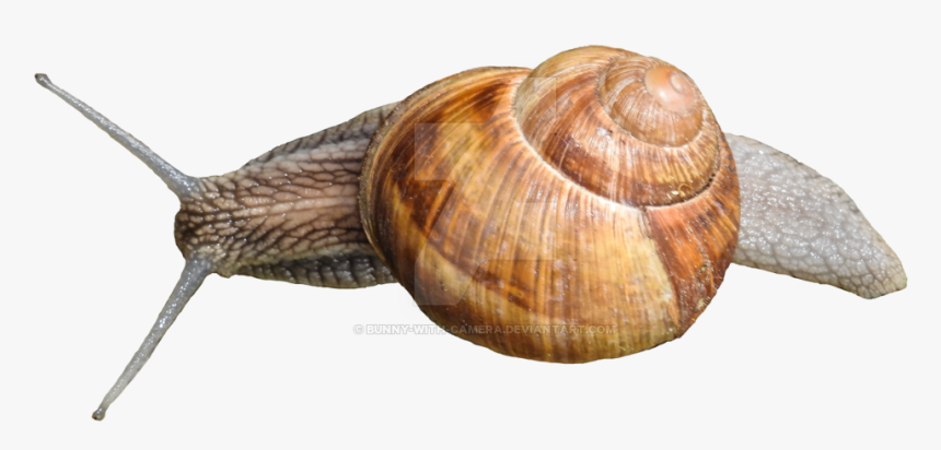 Lymnaeidae, HD Png Download