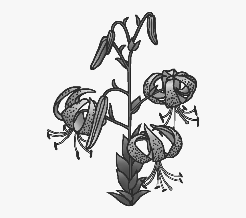 Tiger Lily, HD Png Download