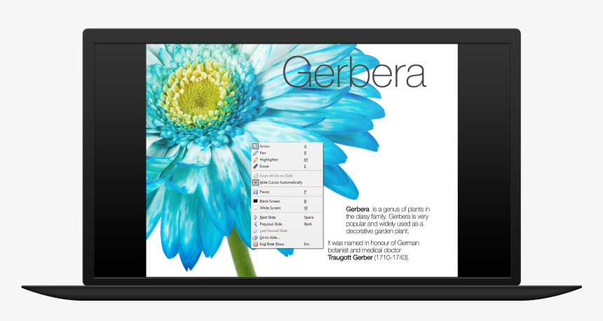 Sunflower, HD Png Download