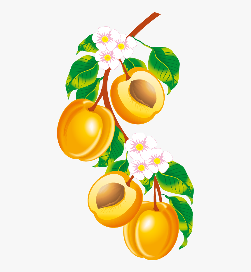 Peach Fruit, Clip Art, Illustrations, Pictures - Peach Border Clip Art, HD Png Download
