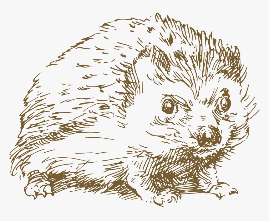 刺蝟 素描, HD Png Download