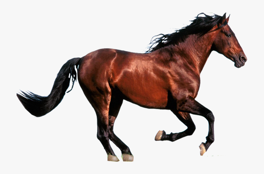 Wild Horse Foal Exmoor Pony Howrse Stallion - Brown Colour Of Horse, HD Png Download