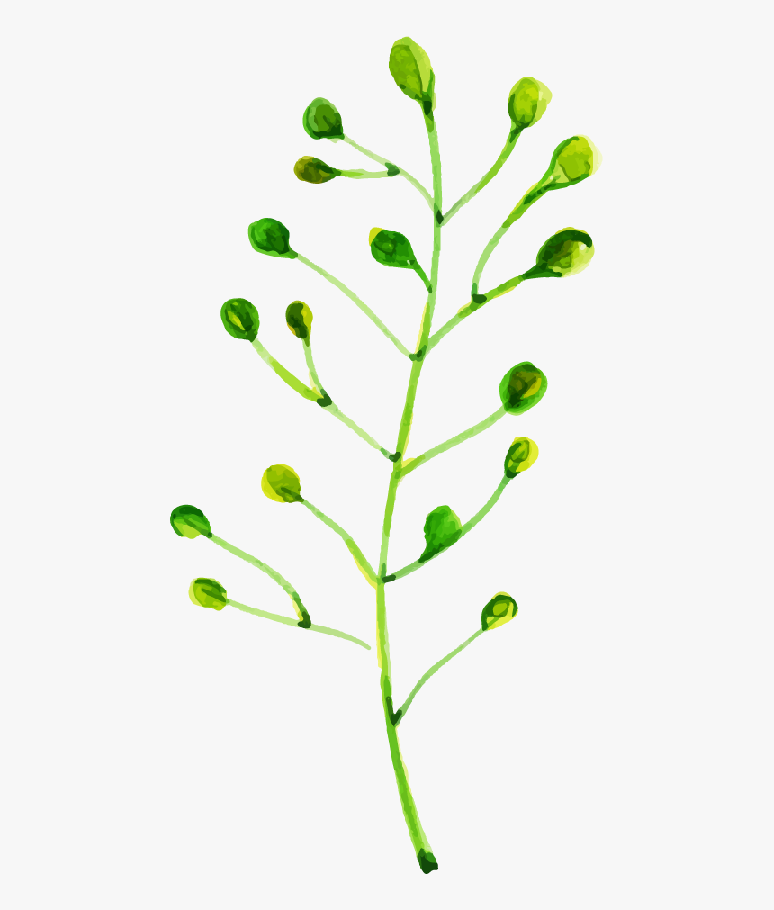 Vascular Plant, HD Png Download