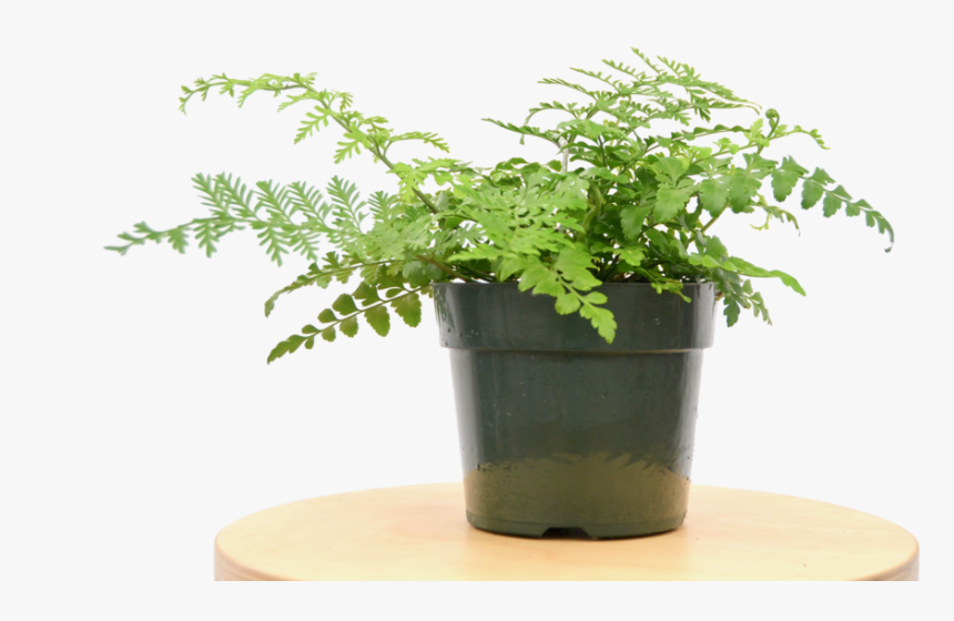 Austral Gem Fern - Flowerpot, HD Png Download