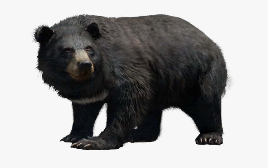 Far Cry Wiki - American Black Bear, HD Png Download