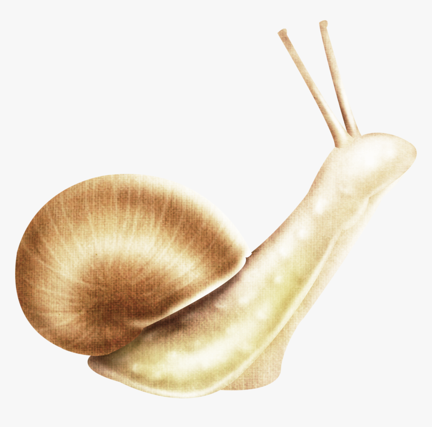 Snail Download Transparent Png Image - Escargot, Png Download
