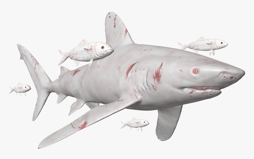 Great White Shark, HD Png Download
