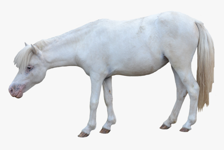 White Horse - Horse White Background Foal, HD Png Download
