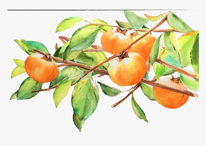 Svg Library Japanese Persimmon Fruit Transprent - Persimmon Drawing, HD Png Download