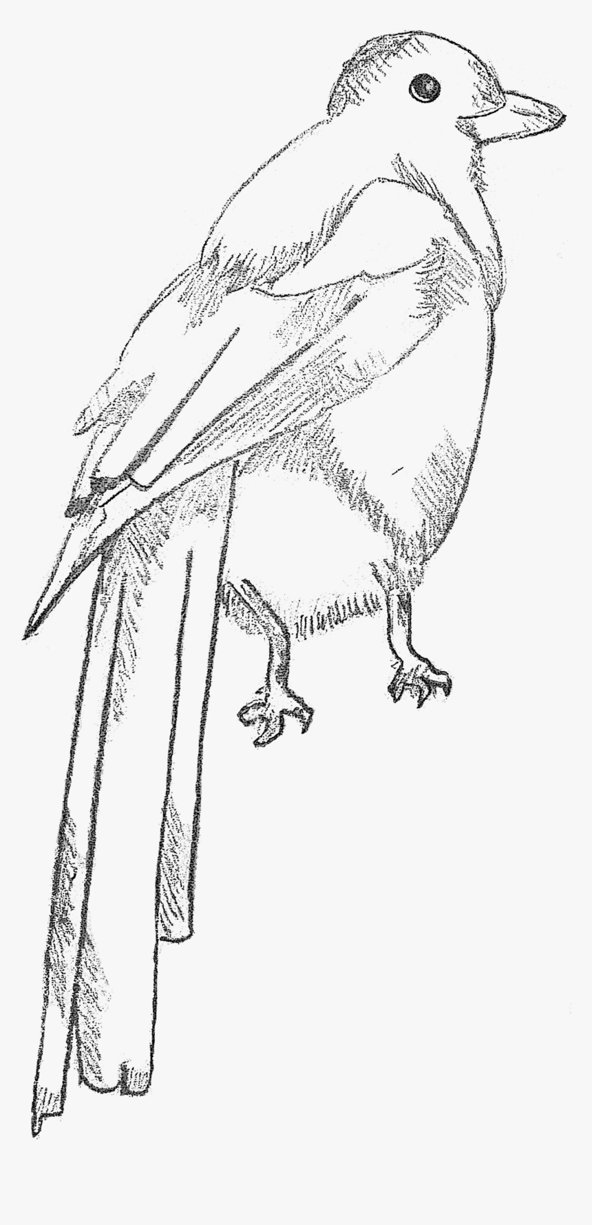 素描 喜鵲, HD Png Download