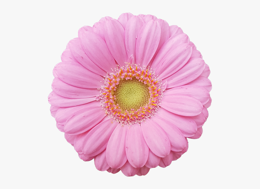 Barberton Daisy, HD Png Download