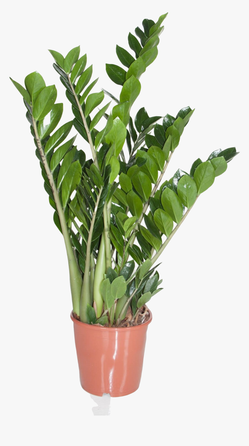 Emerald Palm, HD Png Download