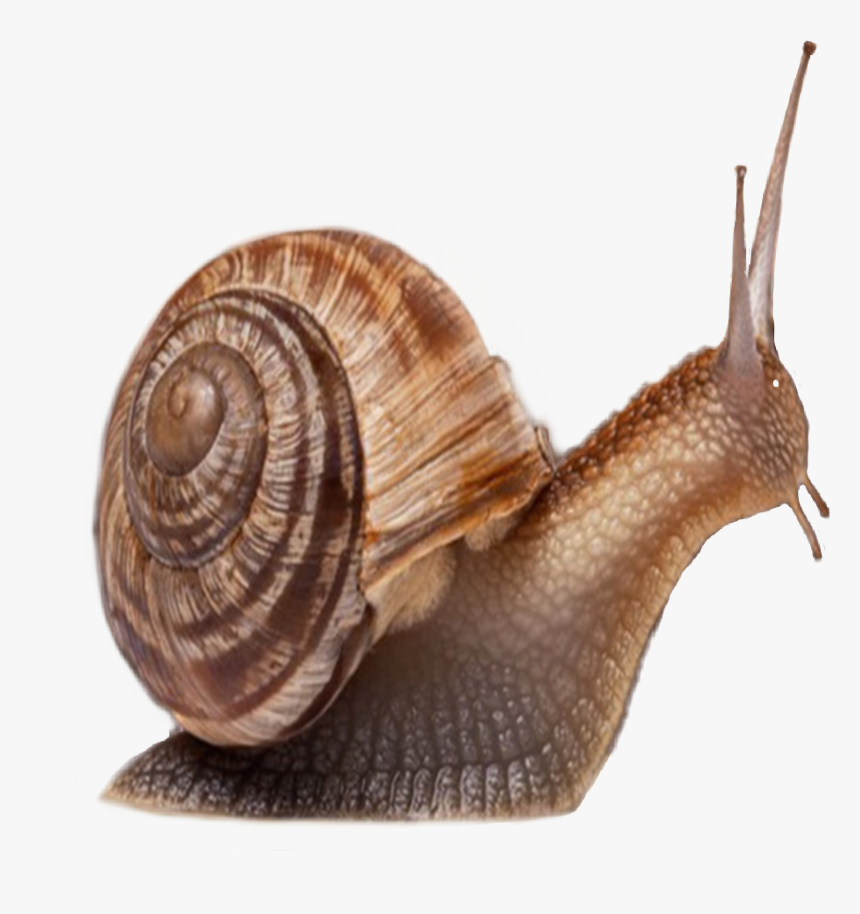 Animals That Has Shell, HD Png Download