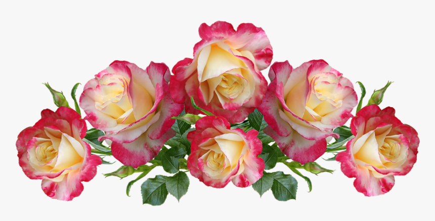 Rose, HD Png Download