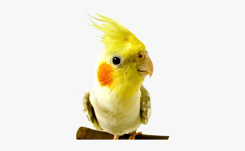 Kaytee » Kaytee Pet Products, Inc - Birds At The Vet, HD Png Download