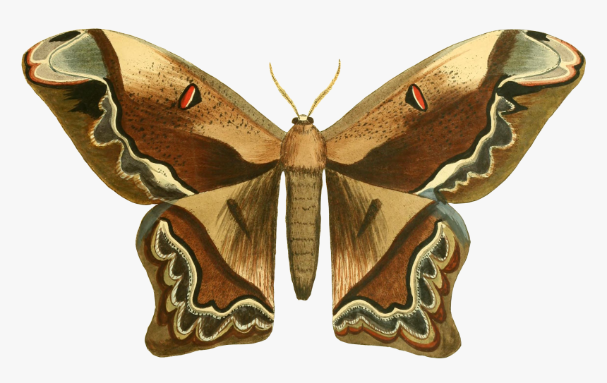 Moth, HD Png Download