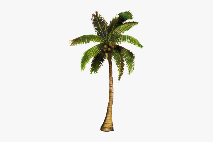 Coconut Tree With Coconut Png, Transparent Png