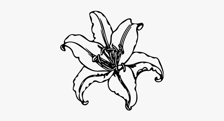 Lily, HD Png Download