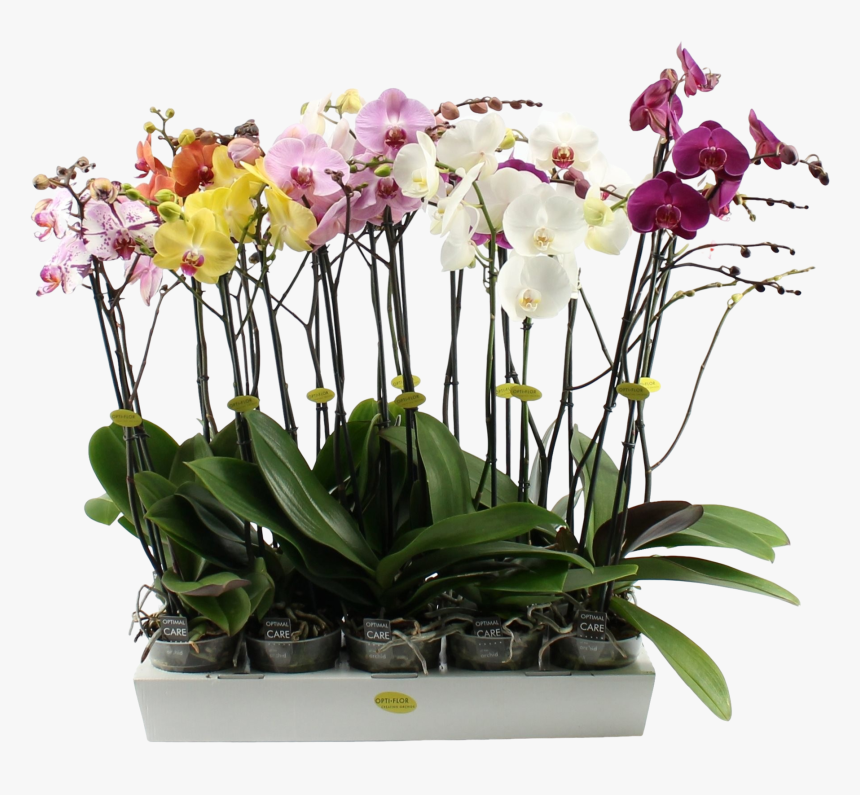 Phalaenopsis 3 Branch Mixed - Moth Orchids, HD Png Download