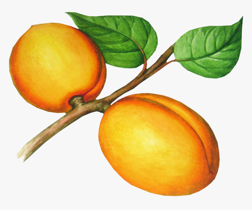 Peach Png Image - Абрикосы Рисунок, Transparent Png