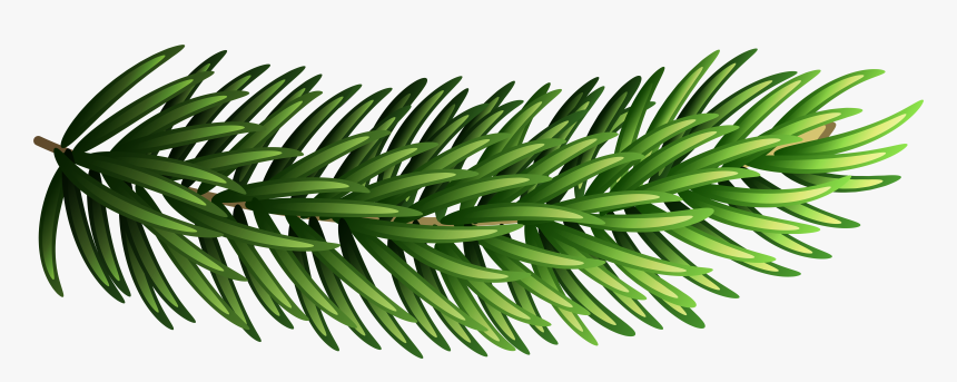 Pine Transparent Png Clip Art Gallery Yopriceville - Transparent Pine Tree Clip Art Png, Png Download