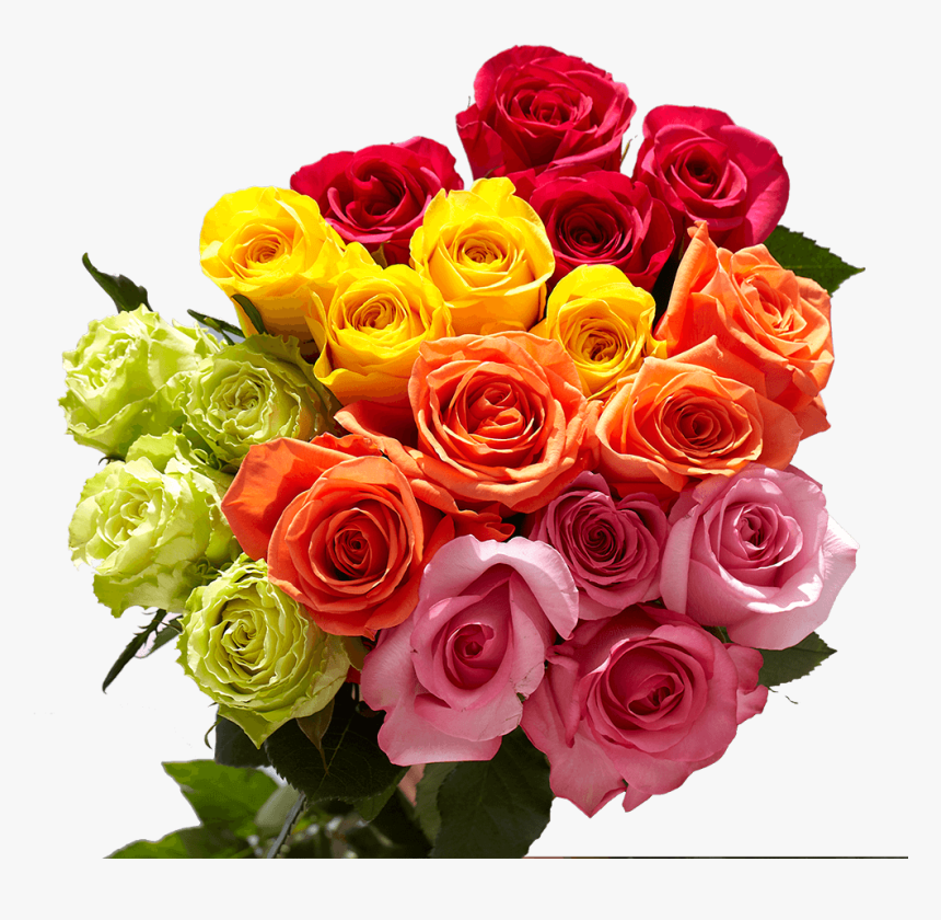 Garden Roses, HD Png Download