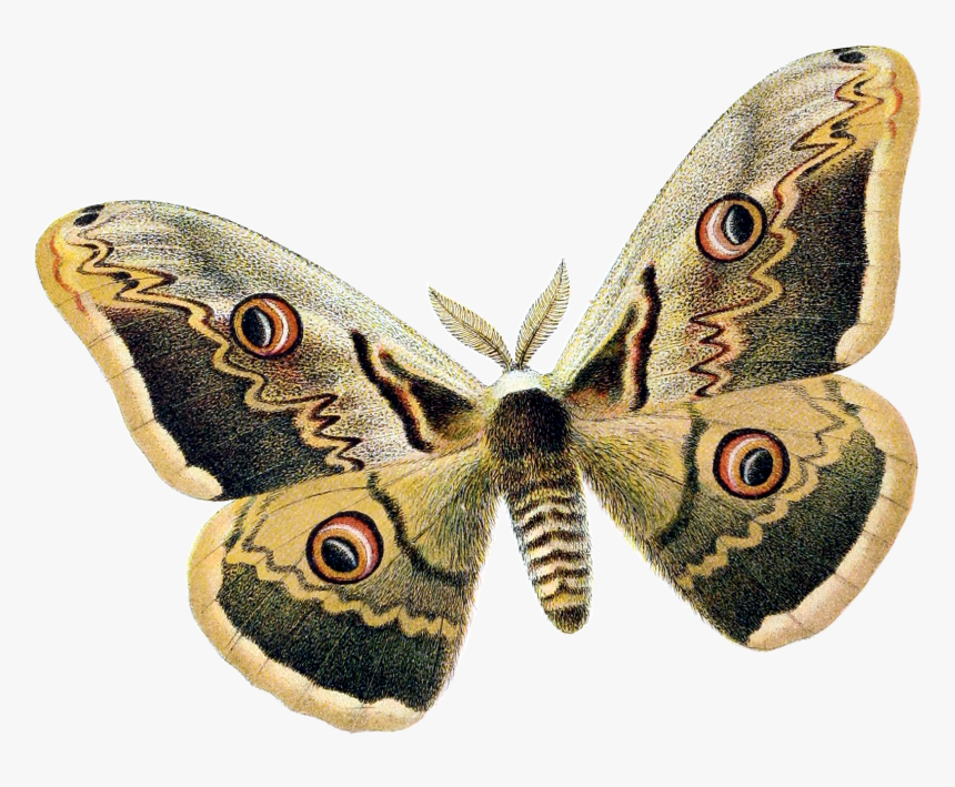 Radiance Lamp Hollow Knight, HD Png Download