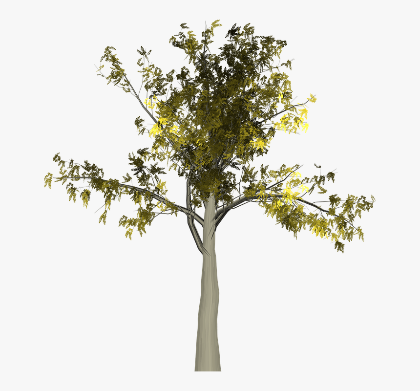 Tree, HD Png Download