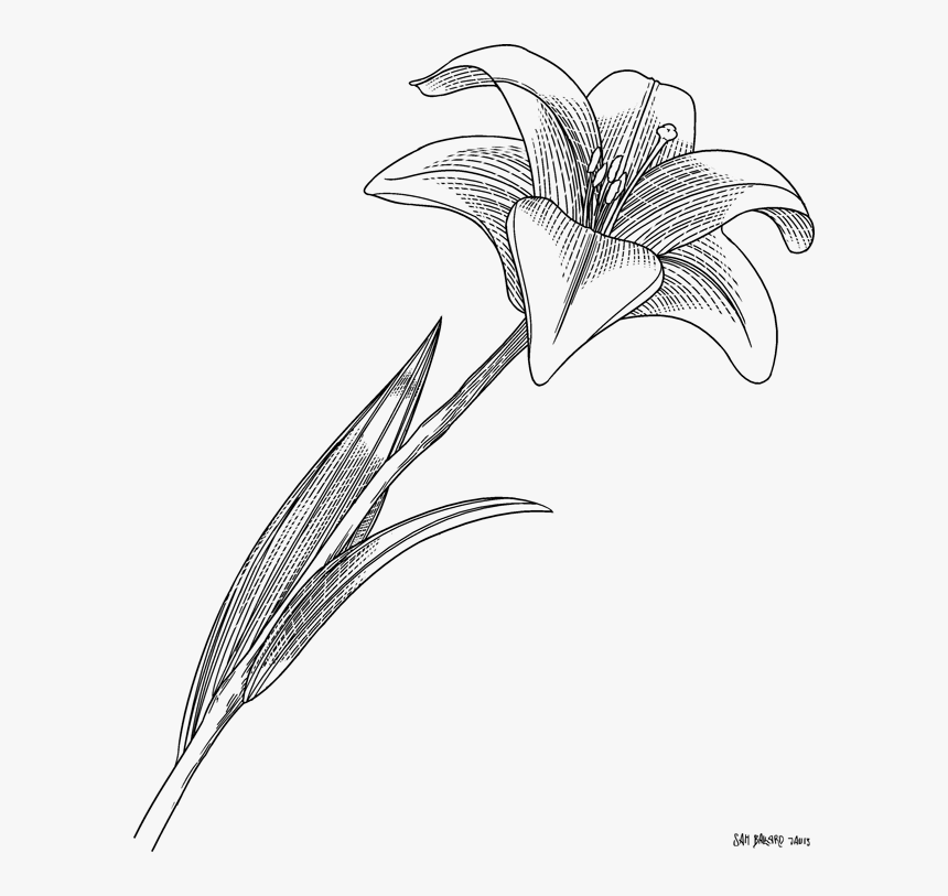 Stargazer Lily, HD Png Download