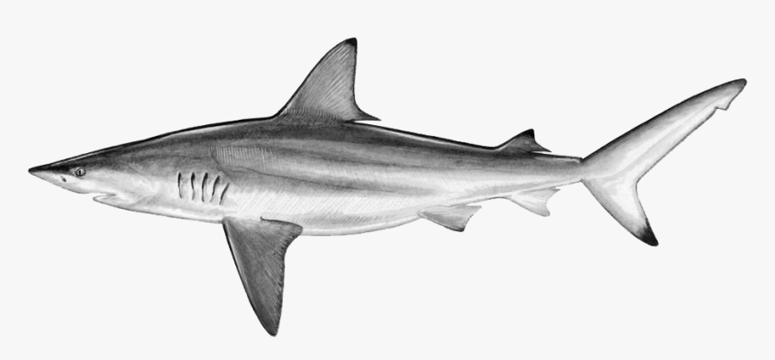 Drawn Tiger Shark Blank Background - Blacktip Shark, HD Png Download