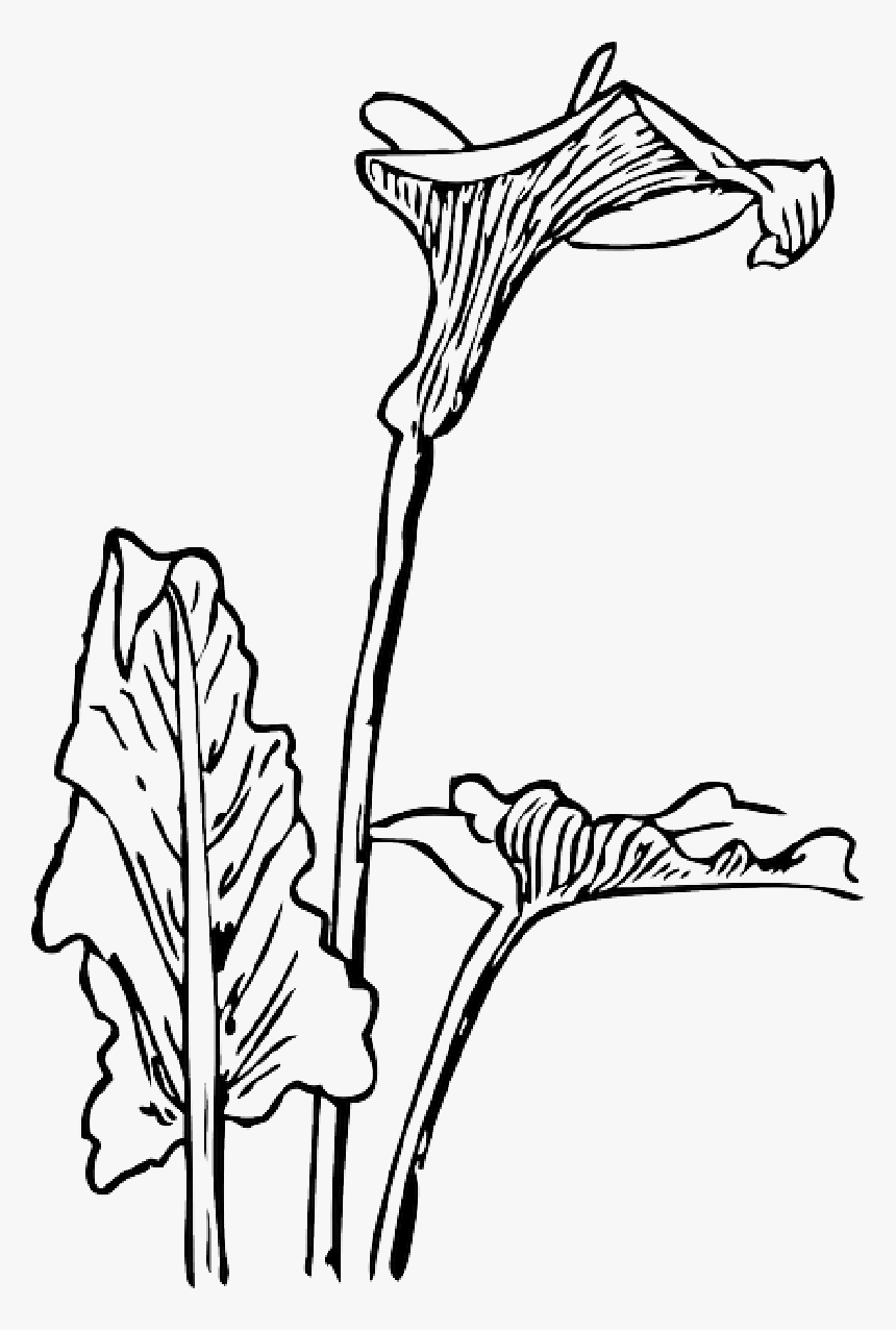 Outline, Drawing, Flower, Flowers, Plant, Lily, Calla - Floral Art Nouveau Png, Transparent Png