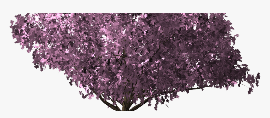 Cherryblossomtree - Cherry Blossom, HD Png Download