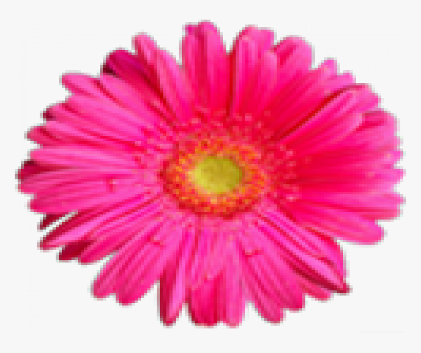 Pink Flower Png Hd, Transparent Png