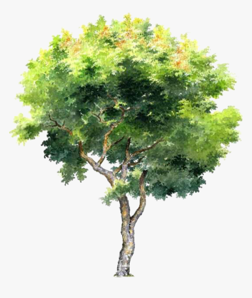 Architectural Rendering Watercolor Trees Png Transparent Png Transparent Png Image Pngitem