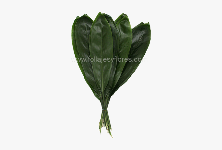 Tatsoi, HD Png Download