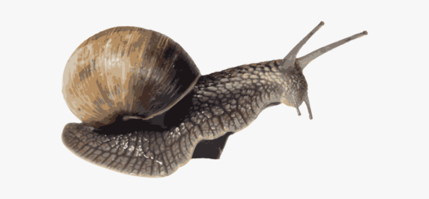 Snail Png Transparent Images - Portable Network Graphics, Png Download