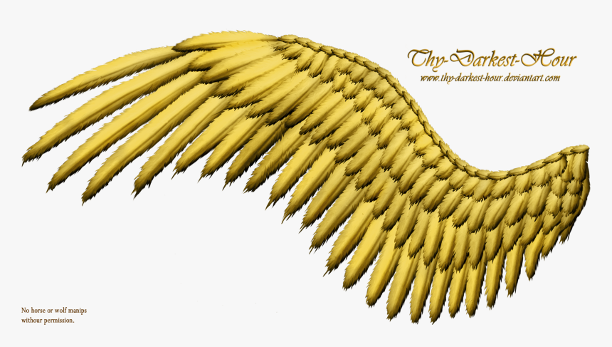 Bird Wings Hd Png, Transparent Png
