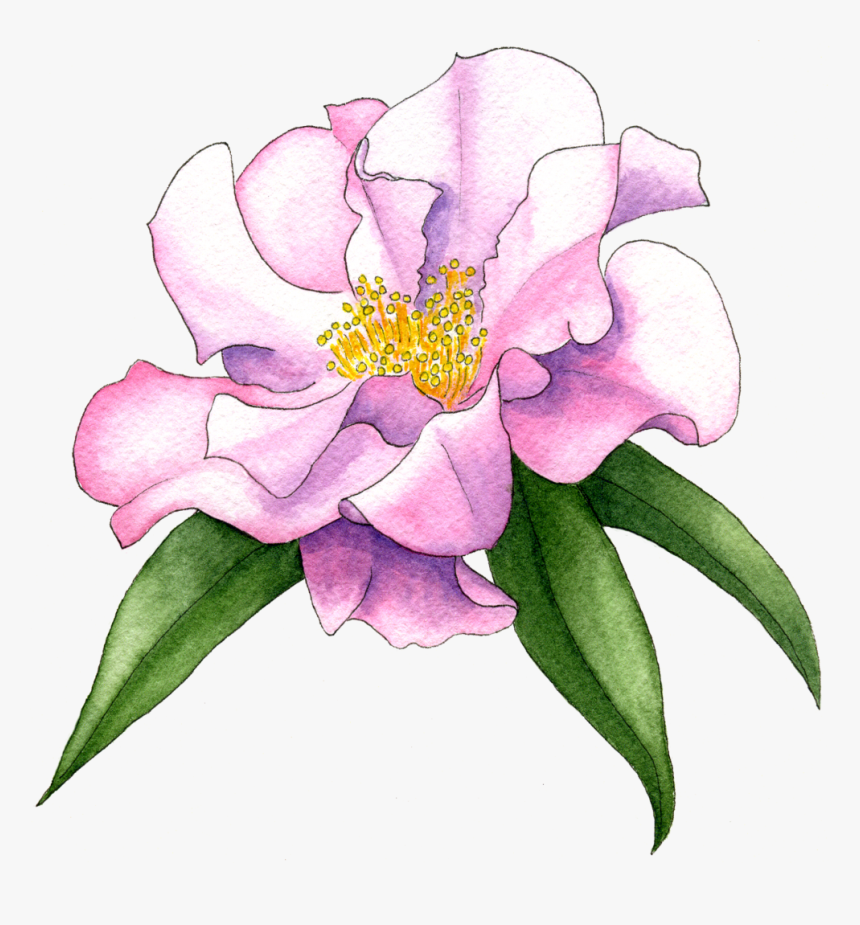 Camellia Sasanqua, HD Png Download