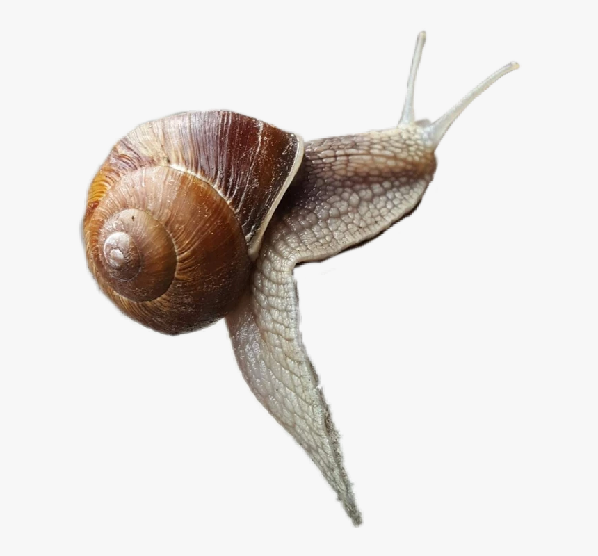 #snail - Lymnaeidae, HD Png Download