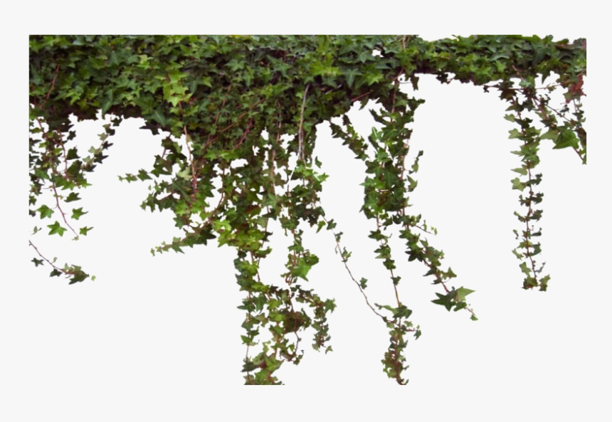 Ivy Vine Png Photos - Tree, Transparent Png