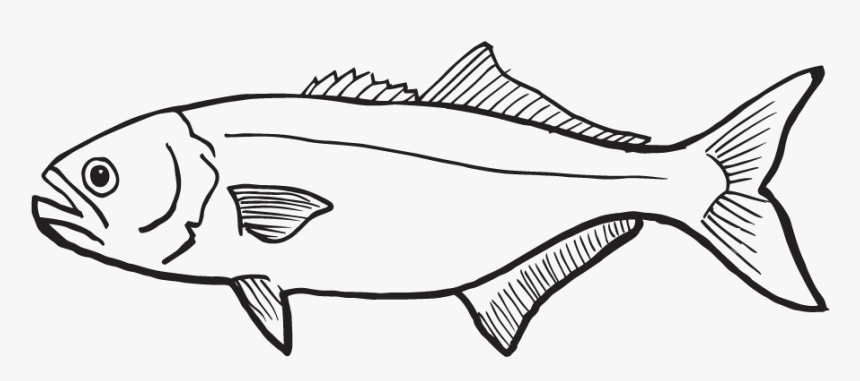 A Close Up Of A Map - Sailfish, HD Png Download