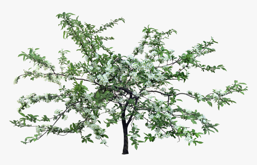 Прозрачном Фоне Цветущий Сад Клипарт, HD Png Download