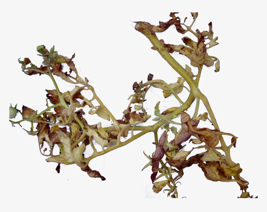 Ormosia, HD Png Download