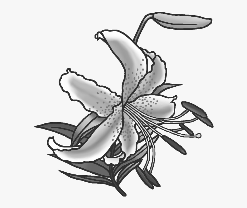 Tiger Lily, HD Png Download