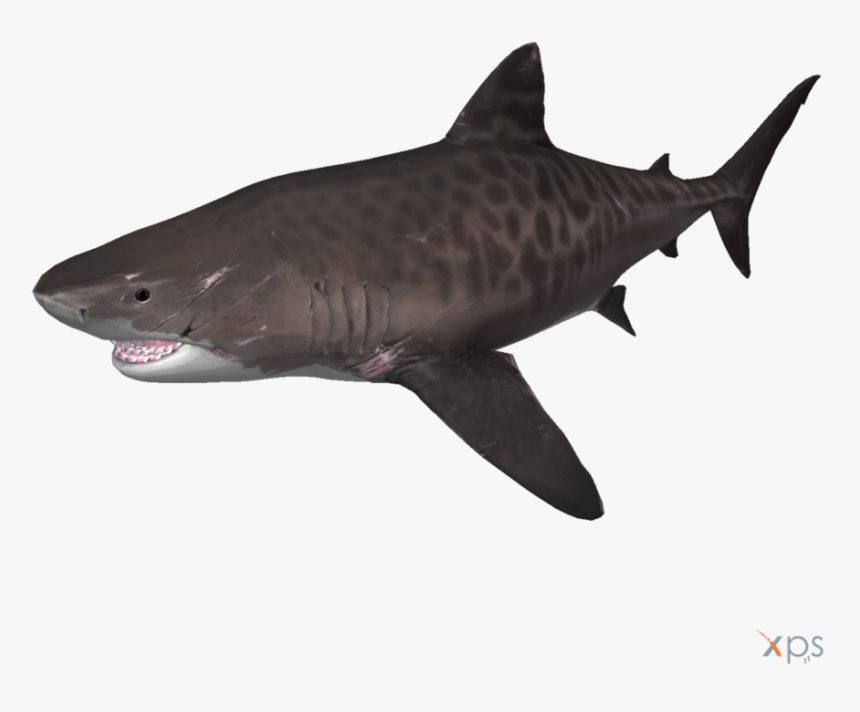 Tiger Shark No Background, HD Png Download